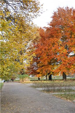 Download ==> Berliner_Herbst_2010_004.zip