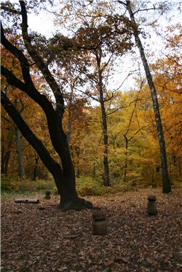 Download ==> Berliner_Herbst_2010_042.zip